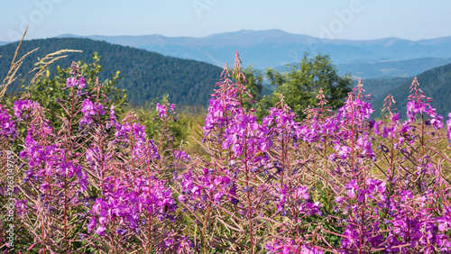 Foto Vibrant pink blooming fireweed wild flowers in full bloom on a mountain slope with distant blue mountain ridges under a clear summer sky