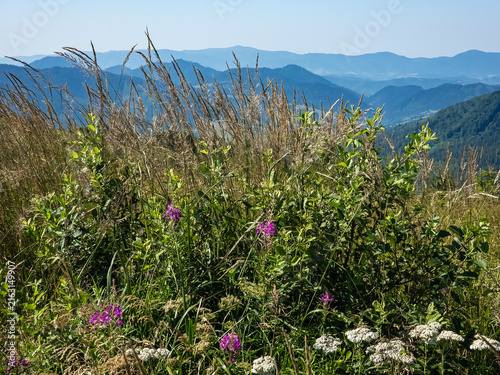 Obraz na płótnie Close-up shot of golden dry wild grass swaying in the wind on a mountain peak with blurred blue mountain ranges in the background under daylight