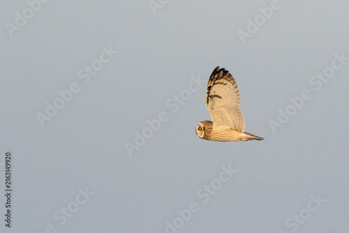 01113-02203 Short-eared Owl (Asio flammeus) in flight Prairie Ridge State Natural Area Marion Co. IL