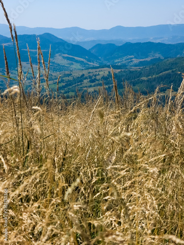 Quadro su tela Close-up shot of golden dry wild grass swaying in the wind on a mountain peak with blurred blue mountain ranges in the background under daylight