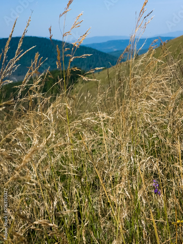 Fotografie Close-up shot of golden dry wild grass swaying in the wind on a mountain peak with blurred blue mountain ranges in the background under daylight