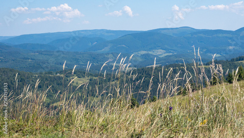 Bild auf Leinwand Panoramic landscape photograph of wild tall grass swaying on a mountain slope in the foreground, overlooking layered blue mountain ranges and a clear blue sky