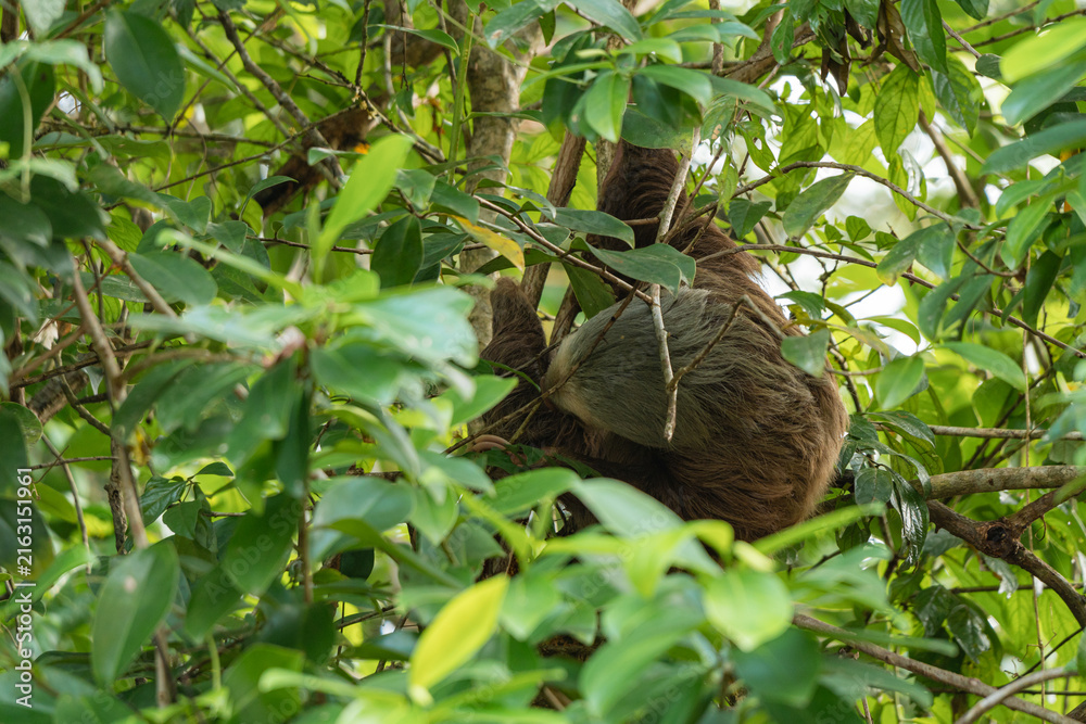 Naklejka premium Sloth resting on tree branch in jungle habitat