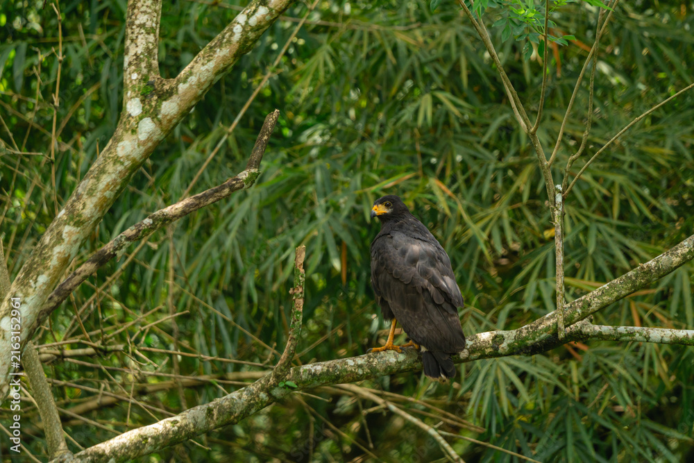 Fototapeta premium Common black hawk perched on tree branch in jungle