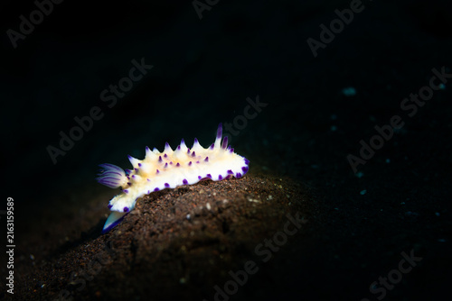Bild auf Leinwand Underwater Macro image of a colorful beautiful nudibranch a dark background