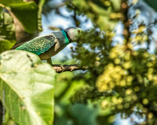 Obraz na plátně A malabar Parakeet