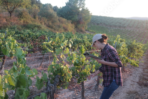 Obraz na plátně Woman vintner checking grape quality and vineyard health using a digital tablet,