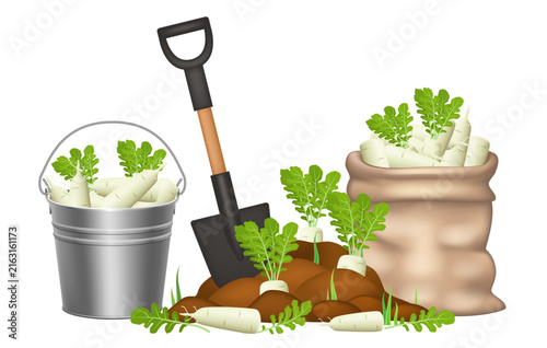 Harvesting beets. Vector 3D illustration isolated on white background.