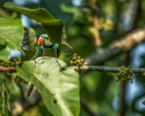 Cuadro en lienzo A malabar Parakeet