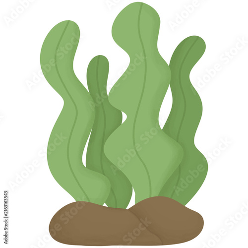 seaweed