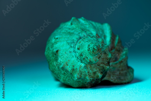 A single seashell positioned horizontally in the center of the frame, resting on a flat surface. The scene is illuminated by a strong cyan light source.