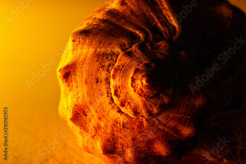Macro shot of a spiral seashell positioned on the right side of the frame, illuminated by a warm orange light source from the left, casting deep shadows.