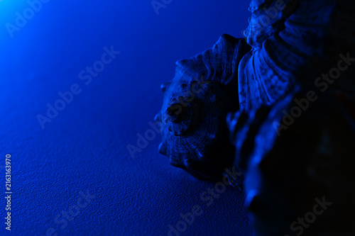 Textured seashell illuminated by blue light on grainy surface