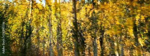 Cuadro en lienzo aspen forest abstract from intentional camera movement and multiple exposure