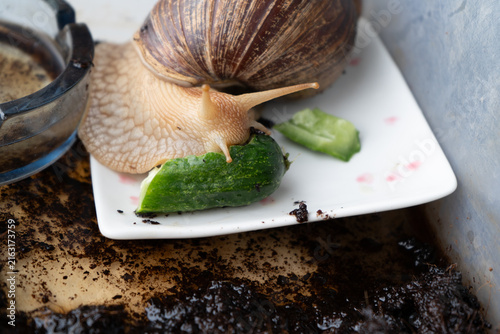 Fotografie Big snail achatina pet