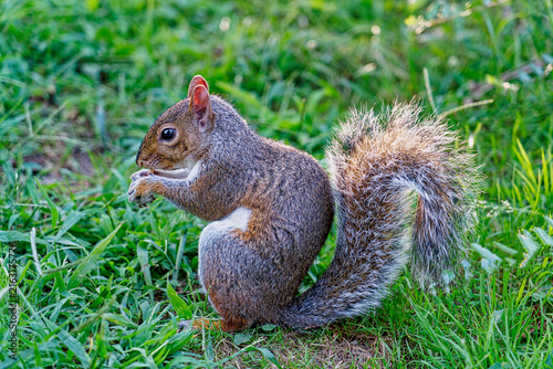 Canvastavla squirrel eating nut in the park