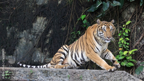 Photography Indochinese tiger lying down on a stone ledge in a natural habitat