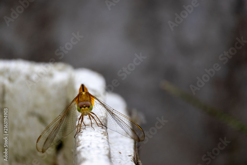 Golden yellow dragonfly perched on edge with spread transparent wings facing front. Detailed insect wildlife perching in outdoor environment.