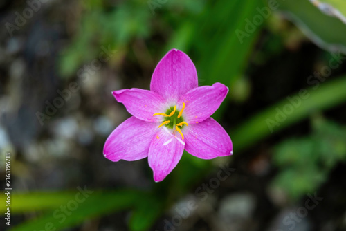 Beautiful pink rain lily flower blooming outdoors with yellow stamens. Fresh zephyranthes rosea blossom growing in natural garden backdrop.