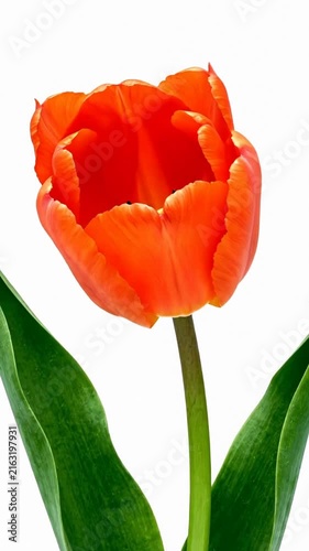 Vibrant red and orange flower blossom isolated on white background, perfect for floral design, beauty products, or botanical illustration, showcasing natural color and delicate petals