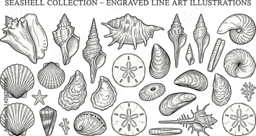 Vintage Seashell Collection Chart Featuring Hand Drawn Engraving Sketches of Conches Scallops Oysters Mussels Sand Dollars Starfish and Coral Anatomy Vector Poster Design
