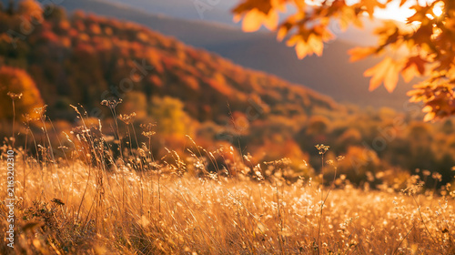 Fototapeta 秋の夕暮れに輝く黄金色の草原と紅葉した山々の風景