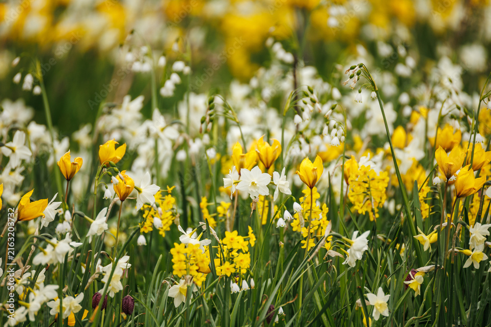 Fototapeta premium Mixed spring bulb meadow with yellow botanical tulips, white narcissus, leucojum snowflakes, and fritillary, naturalistic garden planting