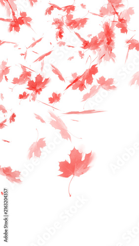 vibrant, red color, leaf shapes, scattered, delicate Falling red maple leaves isolated on transparent background for autumn design projects