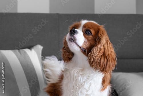 Konstfotografi Cavalier king charles spaniel puppy resting comfortably on a bed, looking up wit