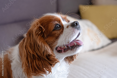 Foto Cavalier king charles spaniel dog with a happy, panting expression looking upwar