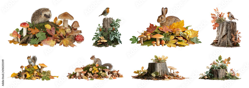 Naklejka premium PNG Woodland animals among autumn leaves and mushrooms, transparent background