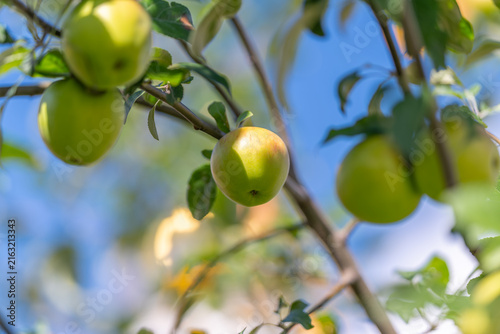 Cuadro en lienzo Greener than ever the apple tree thrives under the azure sky in a serene garden