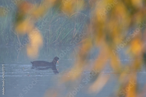 Foto A dark coot swims gracefully across a misty, calm lake, beautifully framed by so