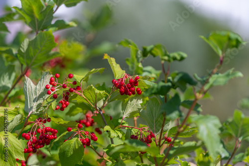 Vibrant clusters of red berries adorn the viburnum opulus in a lush garden during late spring sunshine