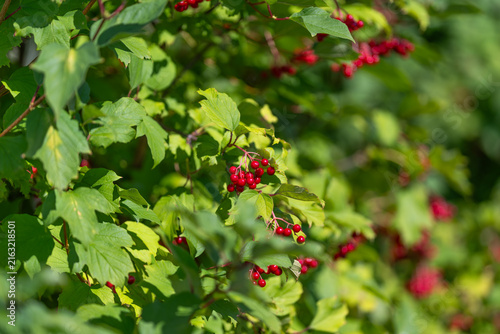 Canvastavla Vibrant viburnum opulus berries shine under the warm sunlight in a lush garden s