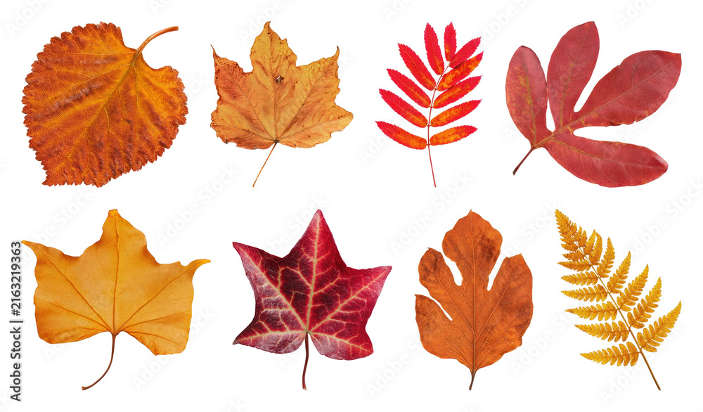 Naklejka premium PNG Autumn leaf collection isolated on transparent background