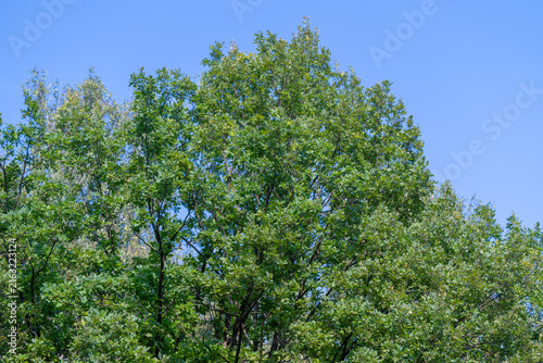 Lush green trees reach for the bright blue sky in a serene natural setting during a warm summer day
