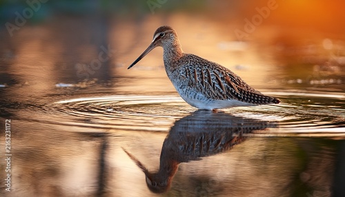 Obraz na płótnie wading bird standing in shallow water with reflection