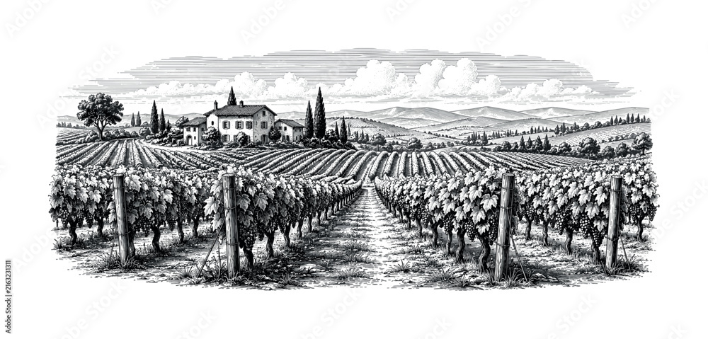 Naklejka premium Vineyard landscape with Tuscan villa and rolling hills in vintage engraving style
