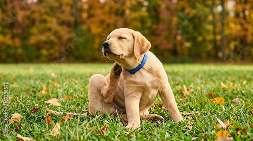 Cute yellow labrador retriever puppy scratching its ear while sitting on green grass in autumn