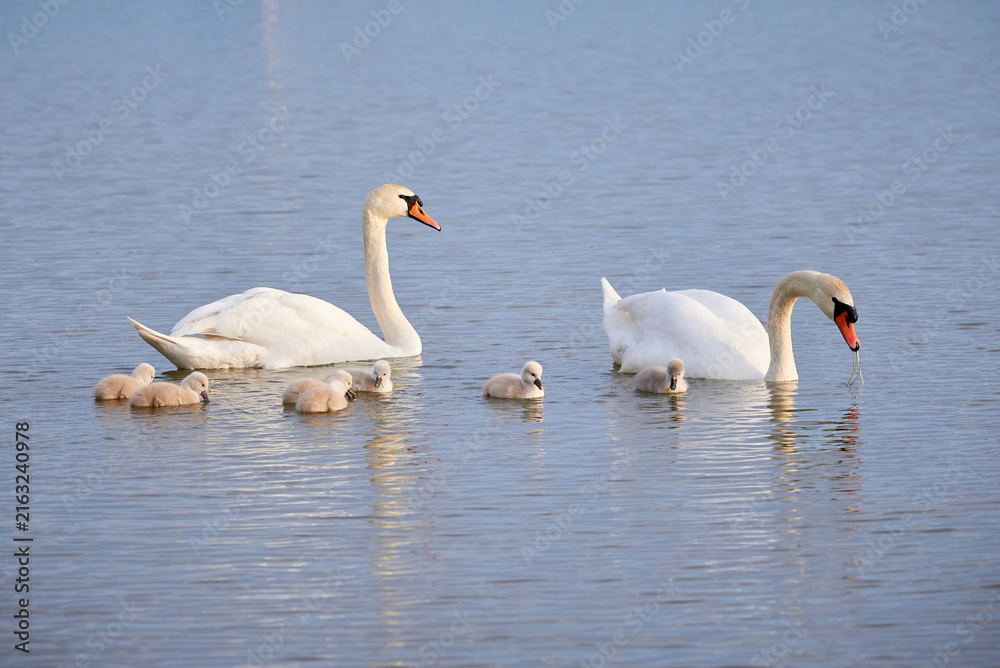 Obraz premium Mute Swans with cygnets on a lake eating vegetation ( Cygnus Olor )