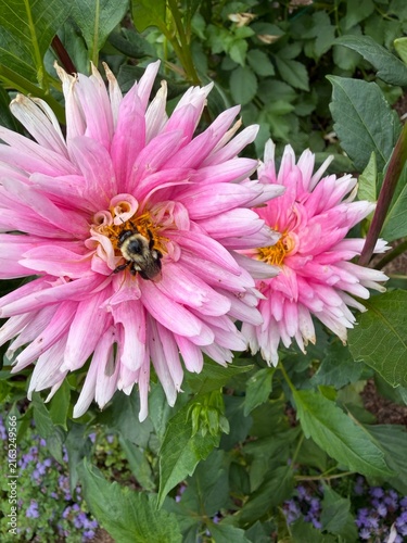 bumblebee collecting pollen on pink dahlia