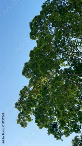 Lush Green Tree Canopy Against Clear Blue Sky