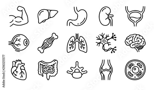 Medical human anatomy and organ thin line icon set with liver kidney lung muscle neuron and bone vector