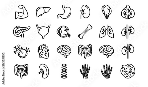 Human anatomy organ line icon set with muscle liver stomach kidney lung neuron and bone vector