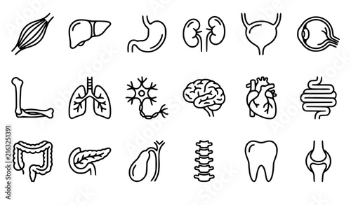 Human body anatomy outline icon collection with organs muscle kidney stomach lung eye and neuron vector
