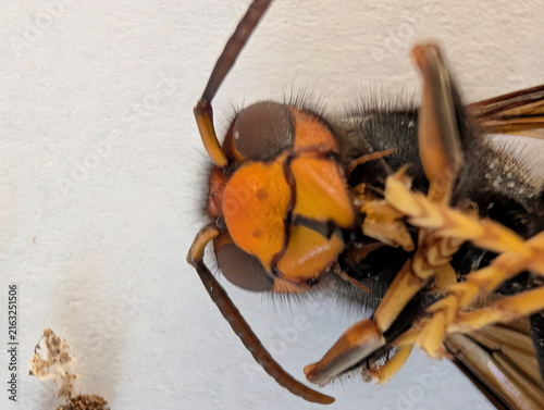 Extreme macro close-up of the head of an Asian hornet (Vespa velutina), highlighting the compound eyes, mandibles, facial markings and fine body hairs. Detailed entomological view of invasive hornet
