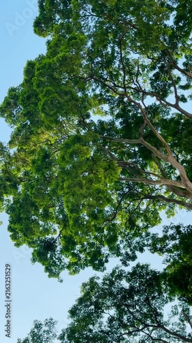 Lush Green Tree Canopy Against Clear Blue Sky