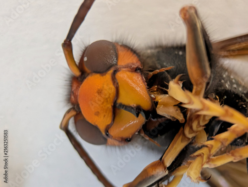 Extreme macro close-up of the head of an Asian hornet (Vespa velutina), highlighting the compound eyes, mandibles, facial markings and fine body hairs. Detailed entomological view of invasive hornet