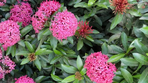 Vibrant Pink Ixora Flowers Blooming in Garden